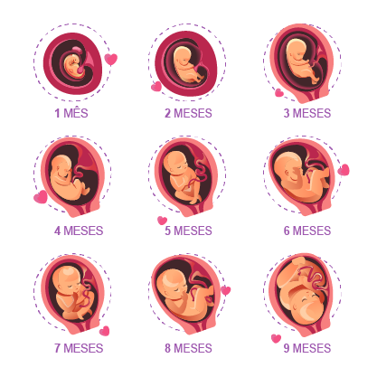 O Terceiro Mês: Primeiros Sinais e Adaptações - inspiração 1