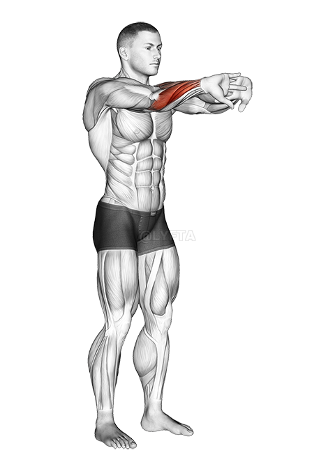 Exercício para a parte de trás do antebraço - inspiração 2