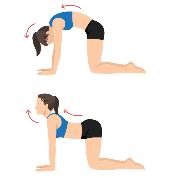 Gato-Vaca: Um Clássico Que Funciona de Verdade - inspiração 1