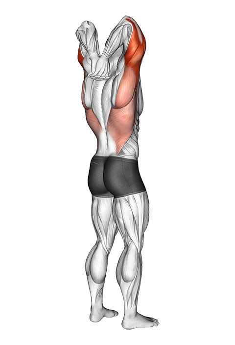 O Papel do Alongamento na Definição Muscular - inspiração 2