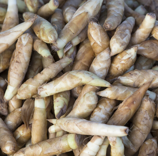 Energia Sustentável: A Araruta como Aliada da Disposição - inspiração 1