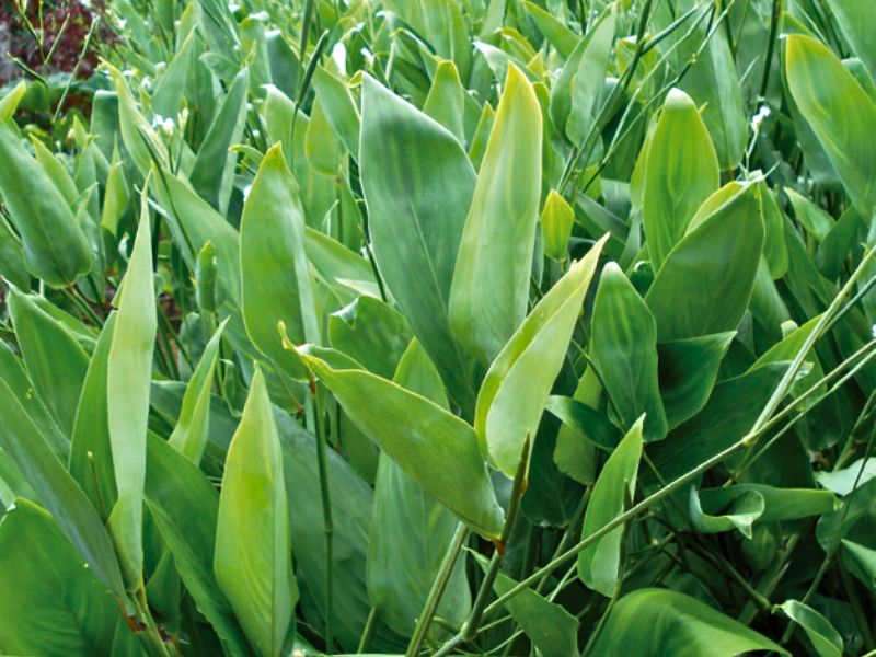 Araruta na Pele: Um Cuidado Natural e Refrescante - inspiração 1