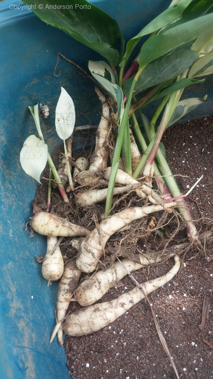 Araruta na Pele: Um Cuidado Natural e Refrescante - inspiração 2