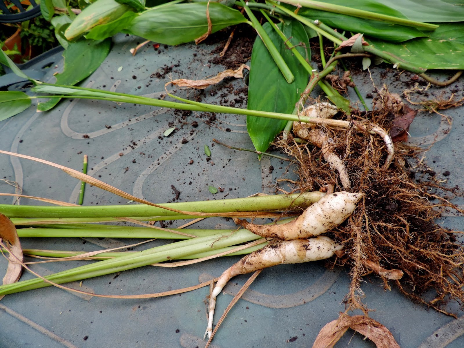 Onde Comprar Araruta e Como Conservar - inspiração 2