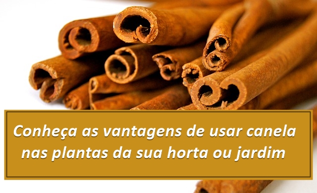 O Aroma Que Alivia o Estresse e Melhora o Humor - inspiração 1