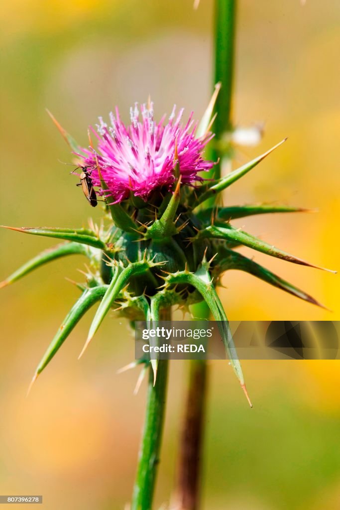 Possíveis Efeitos Colaterais e Precauções ao Usar Cardo Mariano - inspiração 1