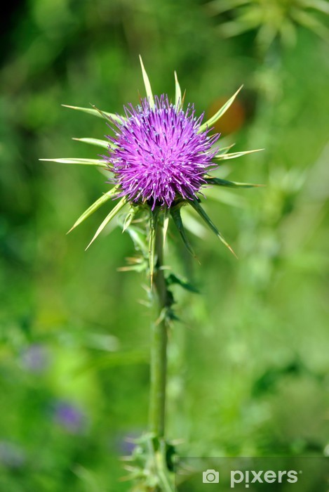Como o Cardo Mariano Atua na Proteção do Fígado? - inspiração 1