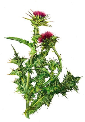 Como o Cardo Mariano Atua na Proteção do Fígado? - inspiração 2