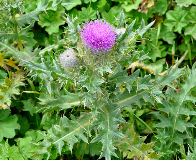 Benefícios do Cardo Mariano para a Pele: Um Brilho Natural - inspiração 2
