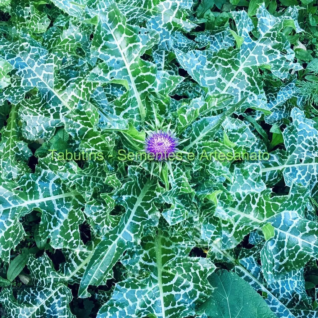 Desintoxicação e Saúde Digestiva com o Cardo Mariano - inspiração 1