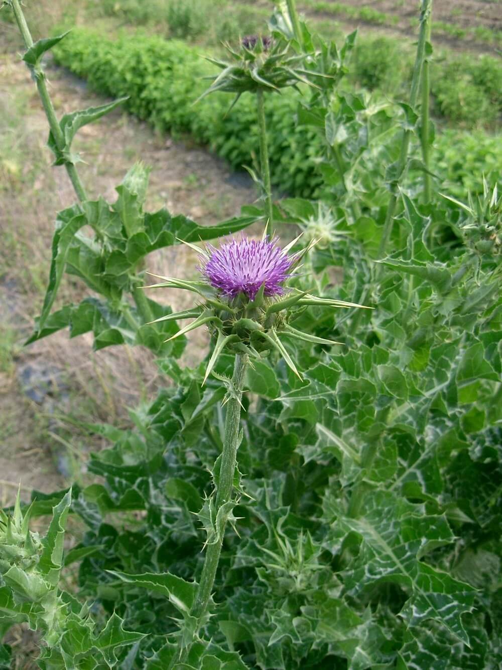 O Papel do Cardo Mariano na Saúde Cardiovascular - inspiração 1
