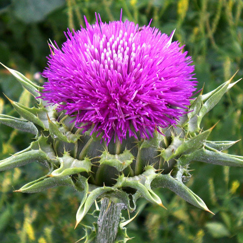 Cardo Mariano e Controle do Açúcar no Sangue: Uma Nova Perspectiva - inspiração 2
