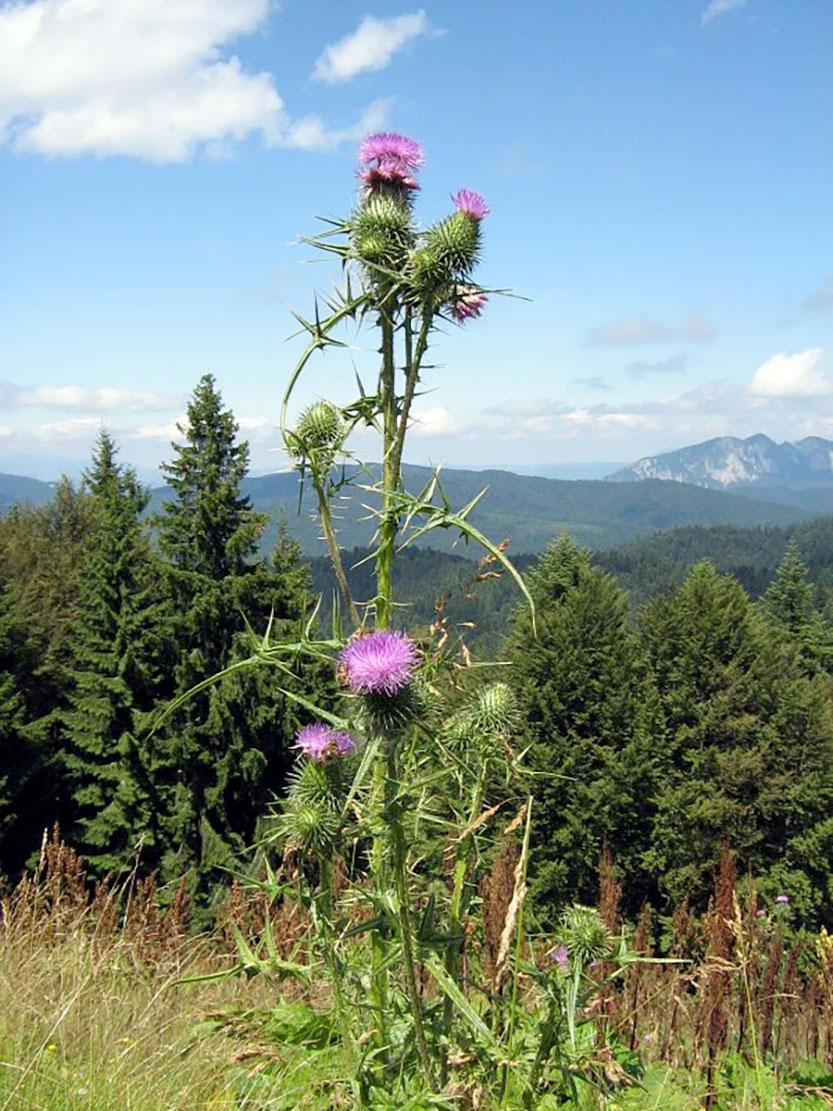 Como a Silimarina do Cardo Mariano Beneficia sua Saúde Geral - inspiração 1