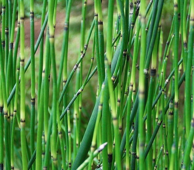 Combinações Inteligentes: Potencialize os Efeitos do Chá de Cavalinha - inspiração 1