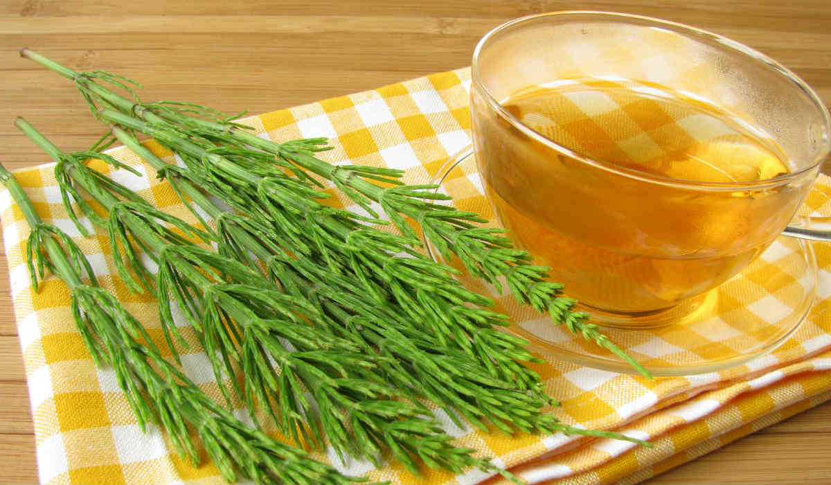 Cavalinha e o Emagrecimento: Entenda a Relação - inspiração 2