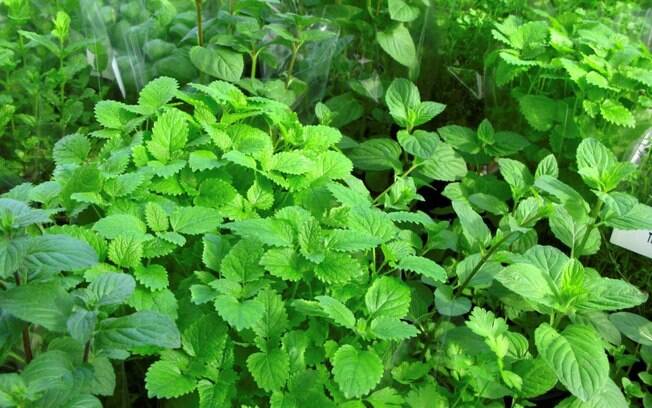 Capim-Santo: Leveza e Alívio para sua Digestão - inspiração 1