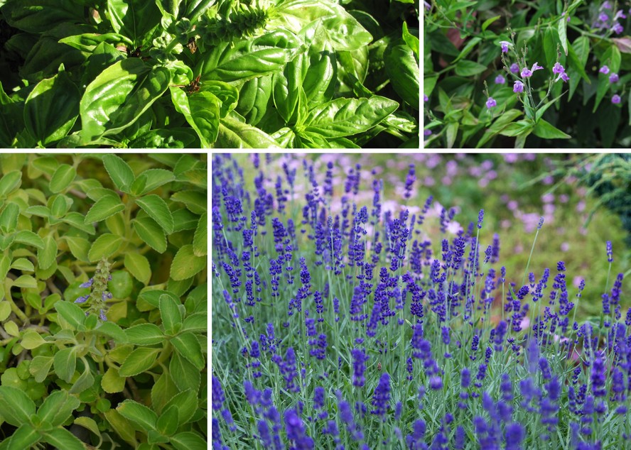 Capim-Santo: Leveza e Alívio para sua Digestão - inspiração 2