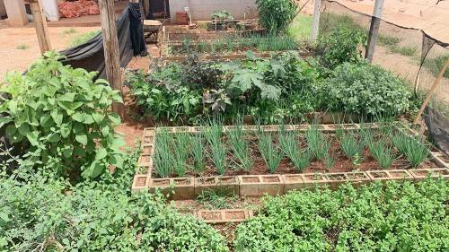 Alecrim: Estímulo Mental e Vitalidade - inspiração 2