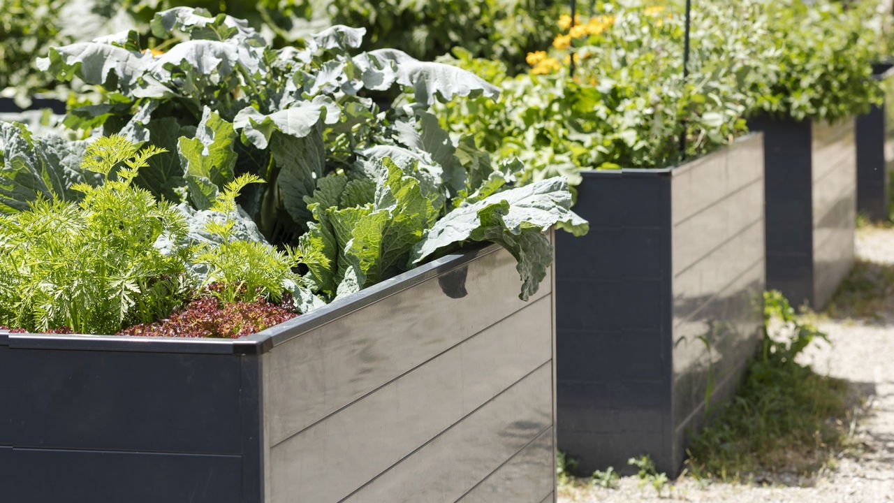 Tomilho: Para a Respiração e o Conforto - inspiração 1