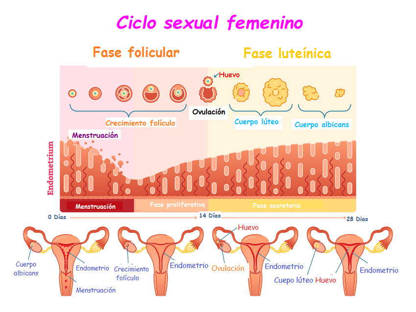 Sintomas Comuns: Aliviando o Desconforto Pré-Menstrual - inspiração 2