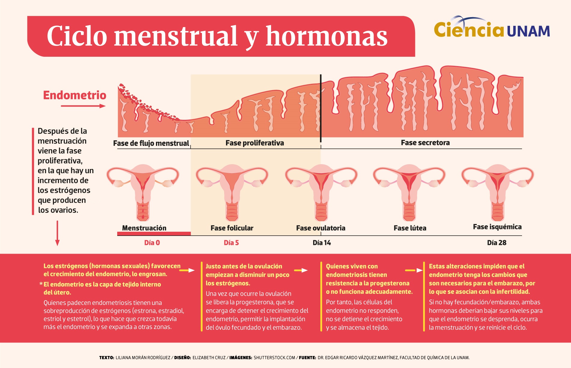 Fase Lútea: A Preparação e o Equilíbrio Hormonal - inspiração 2