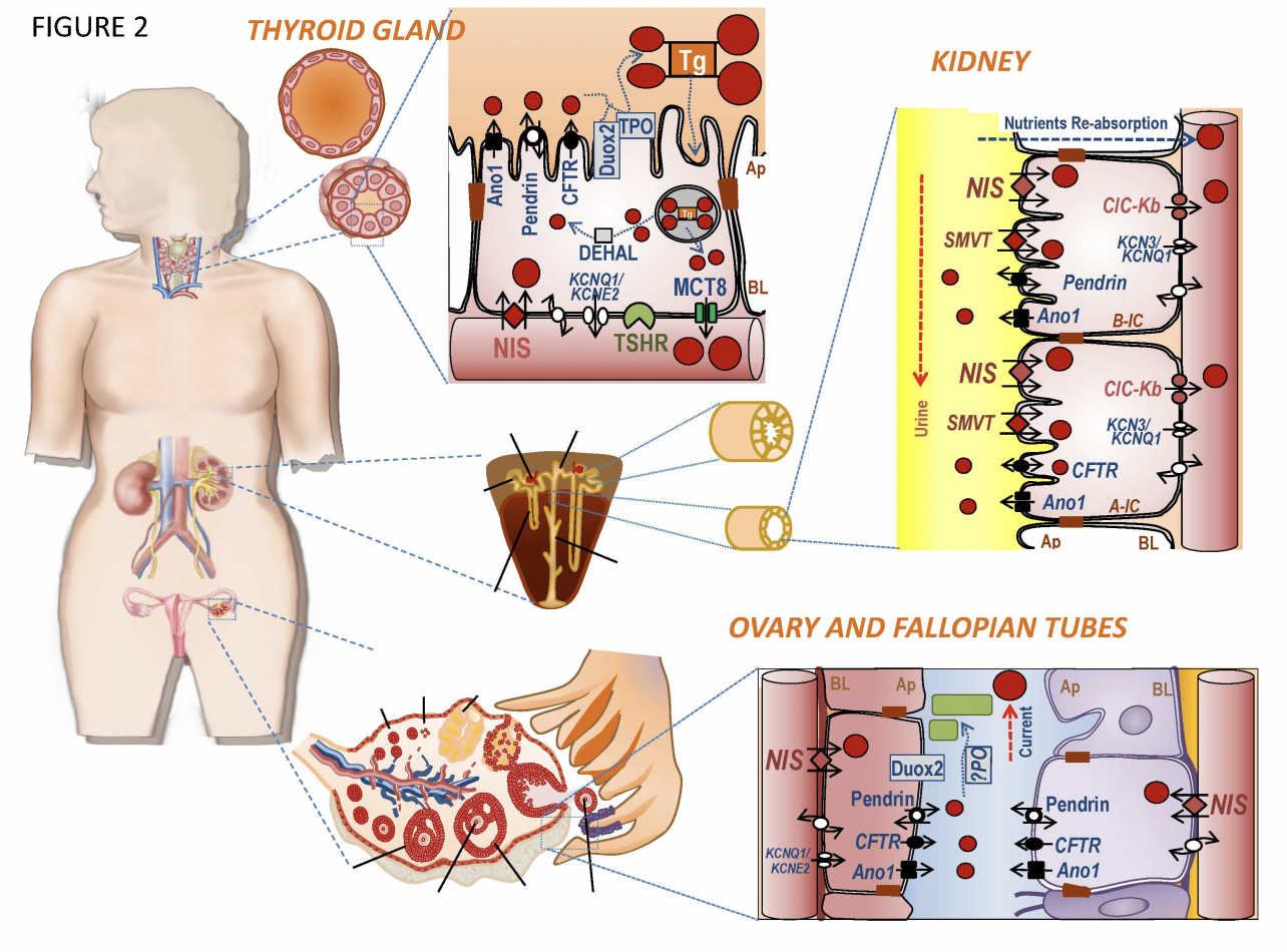 O Poder dos Alimentos Ricos em Iodo: Uma Escolha Consciente - inspiração 2