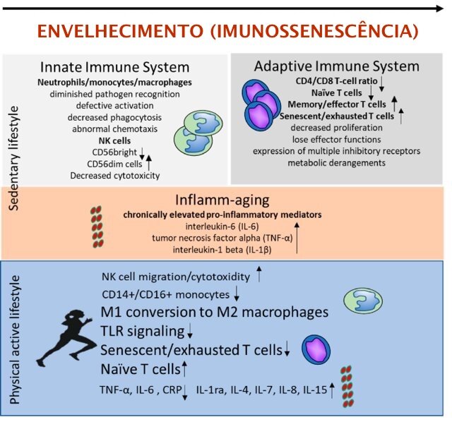 Vacinação em Dia: A Barreira Protetora Essencial Contra Doenças - inspiração 2