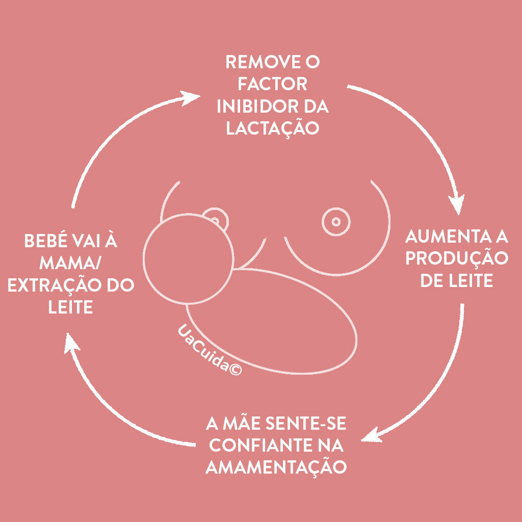 Hidratação: A Base Líquida da Sua Produção - inspiração 2