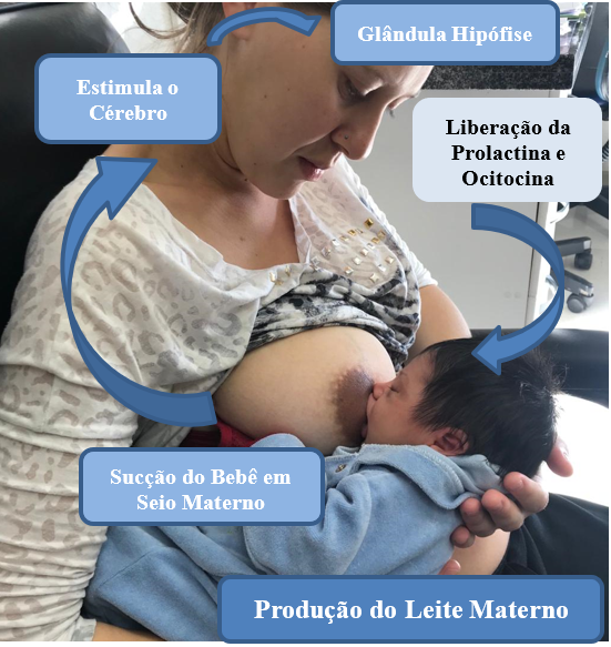 Técnicas de Extração: Quando o Leite Precisa de uma Forcinha - inspiração 2