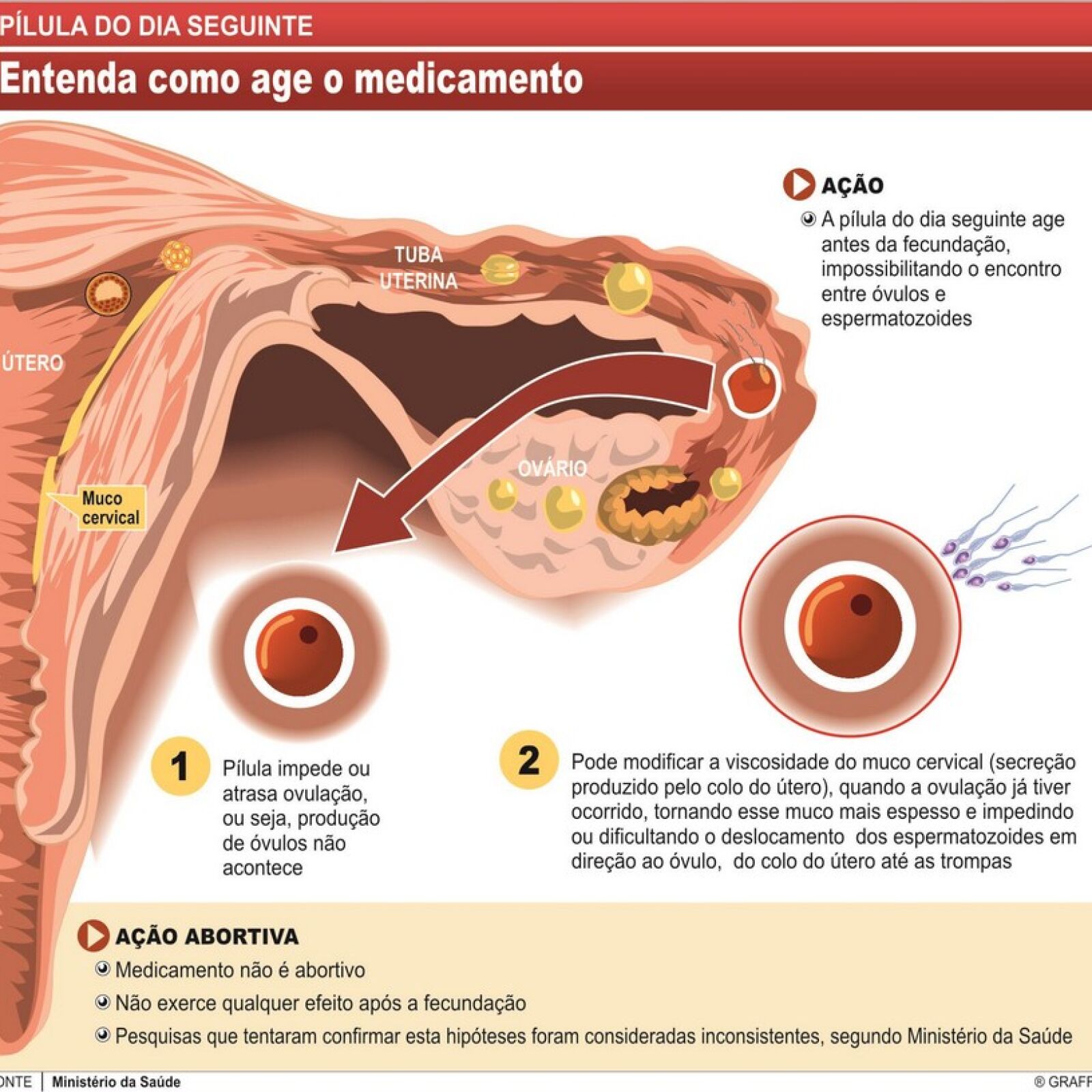 A Pílula do Dia Seguinte Impede a Gravidez em Todos os Casos? - inspiração 2