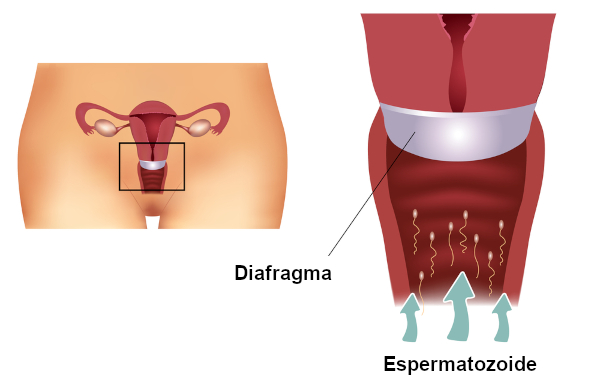 Entendendo o que é o Diafragma - inspiração 1