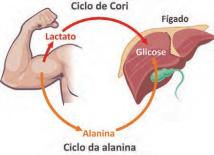 Como Identificar se é Dor Muscular Tardia ou Algo Mais Sério - inspiração 2