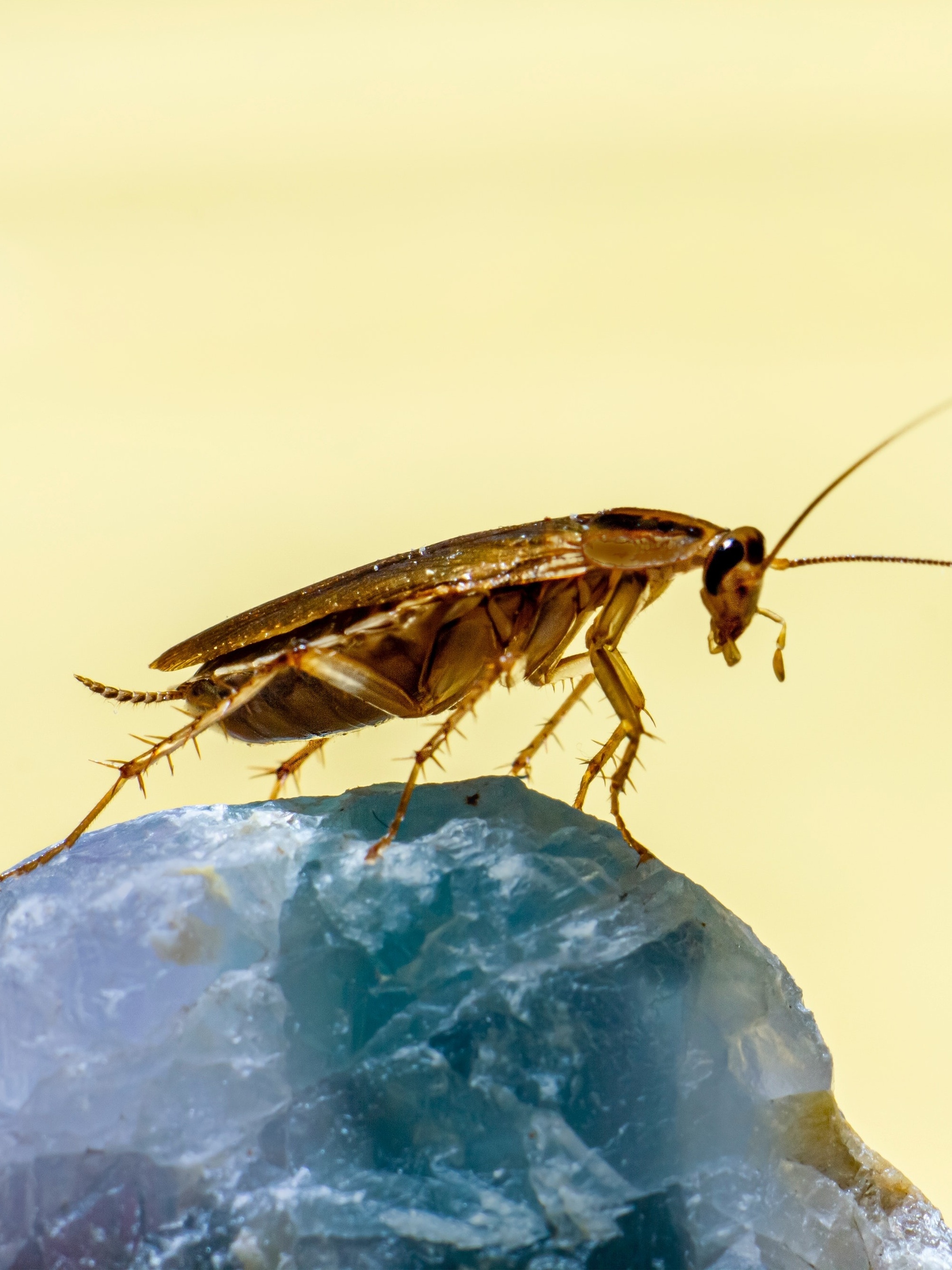 Entendendo a Origem do Medo: O Que Dizem os Pequenos? - inspiração 1