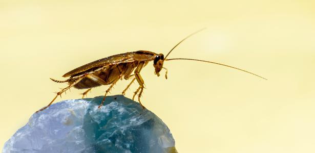 Entendendo a Origem do Medo: O Que Dizem os Pequenos? - inspiração 2