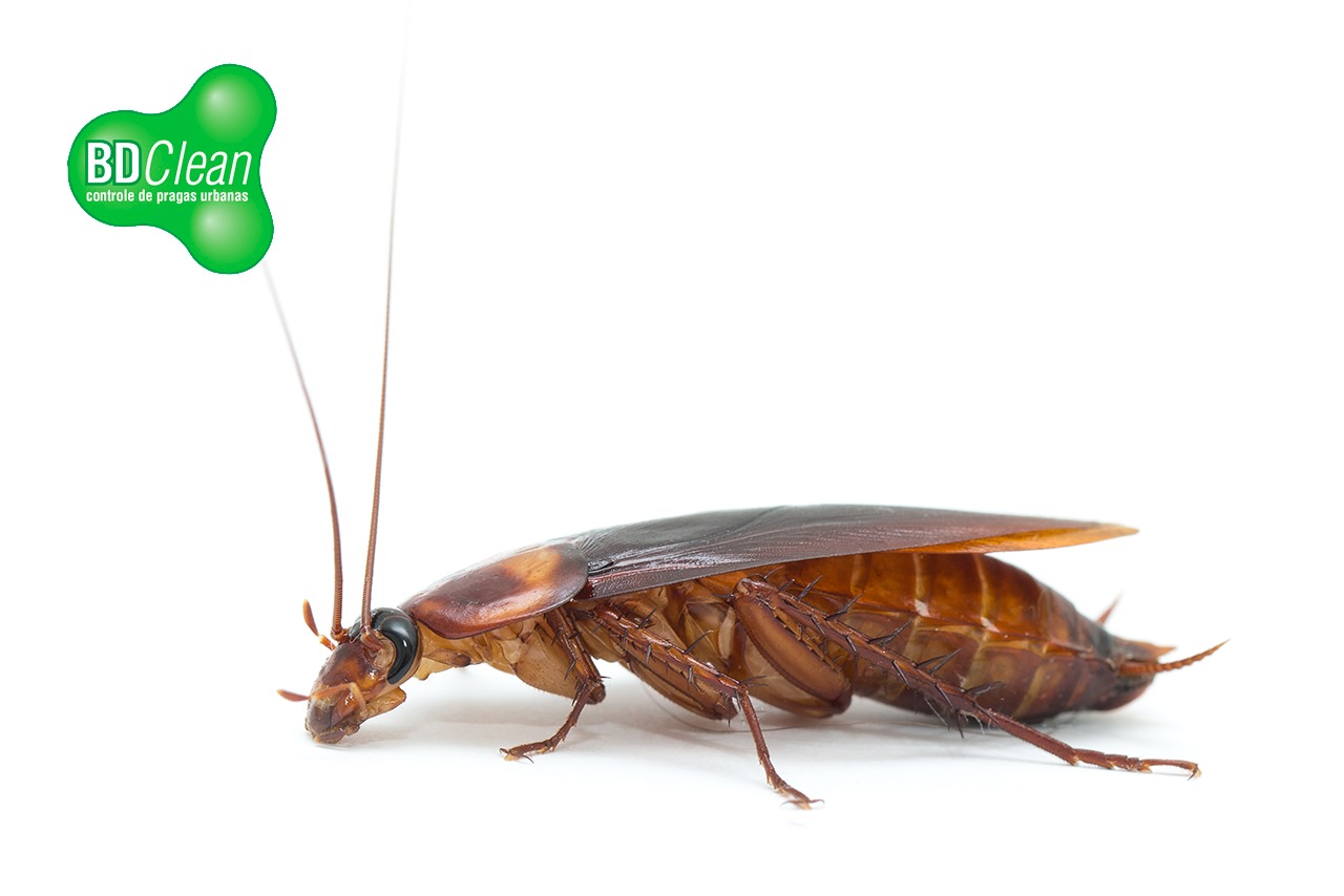 Observação Atenta: Identificando os Gatilhos Específicos - inspiração 2