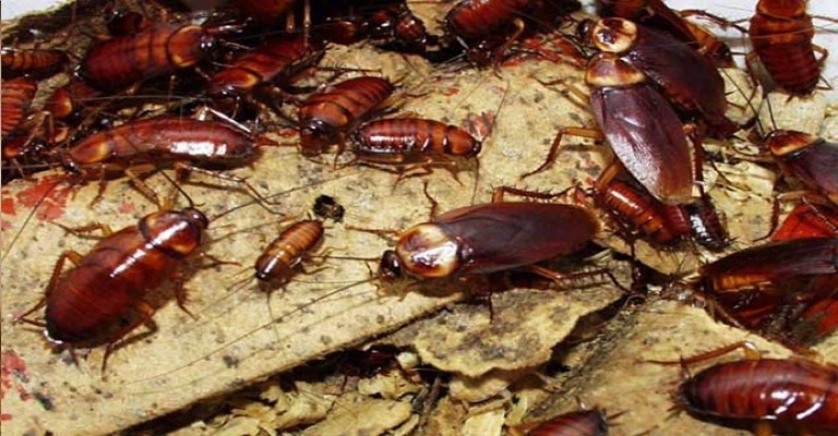 Visualização Guiada: Recriando Cenários sem Pânico - inspiração 2