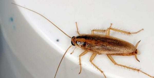 O Papel da Terapia: Buscando Ajuda Profissional Qualificada - inspiração 2