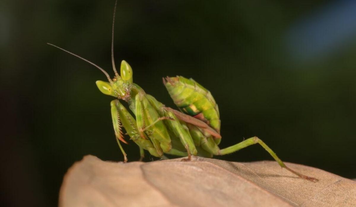 A Origem do Medo: Experiências e Aprendizados - inspiração 1