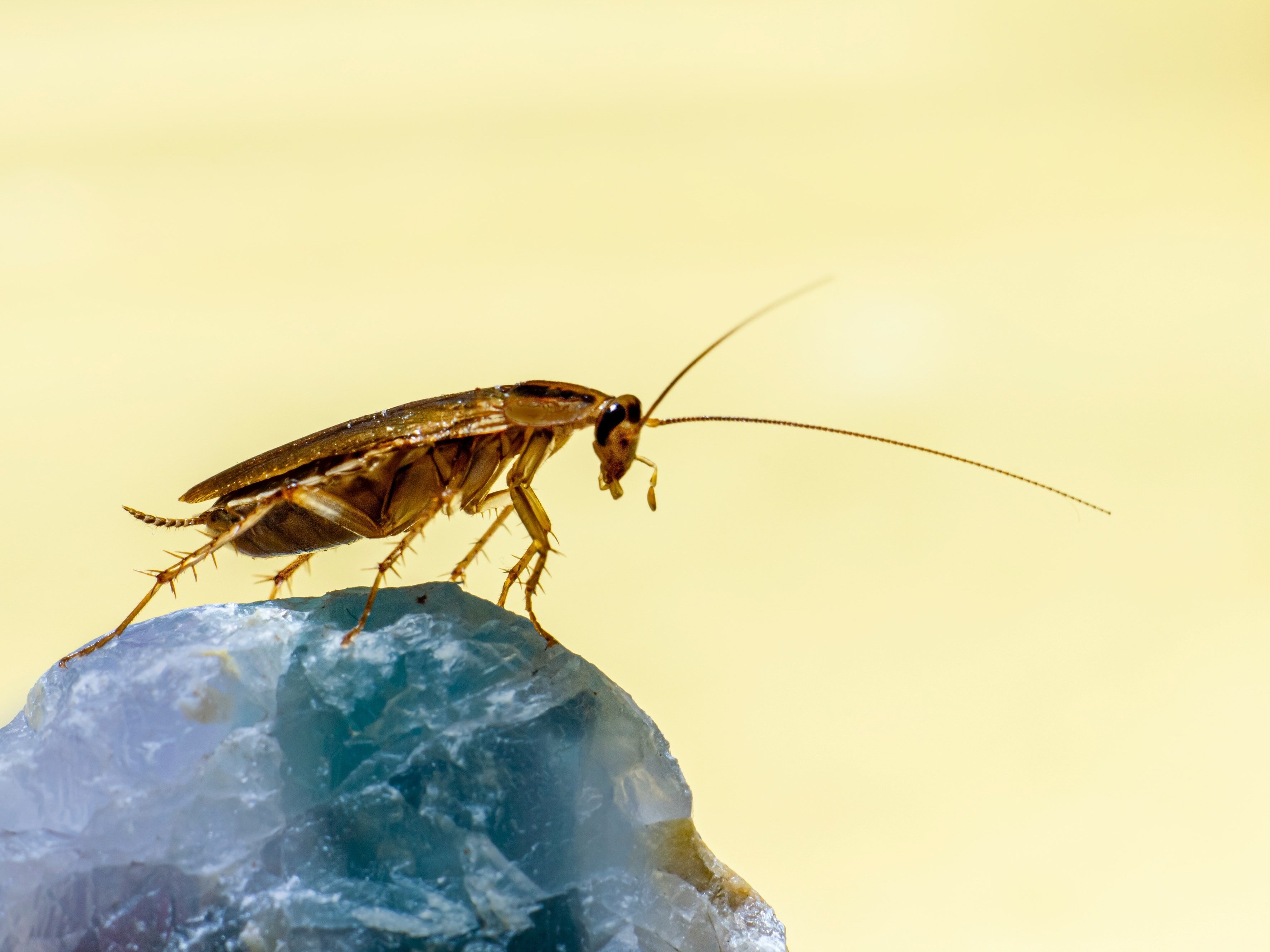 O Passo a Passo da Coragem: Pequenas Vitórias Diárias - inspiração 2