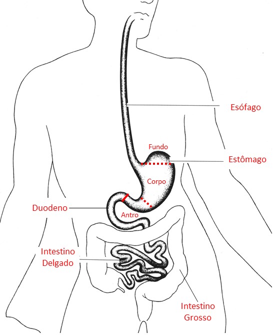 Alimentação Consciente: Escolhas que curam e que inflamam - inspiração 1