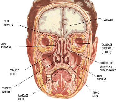 O Papel da Alimentação no Bem-Estar Sinusal - inspiração 2