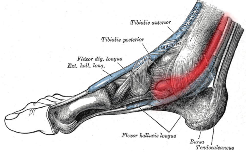 Órteses e Taping: Como Podem Ajudar na Estabilização - inspiração 1