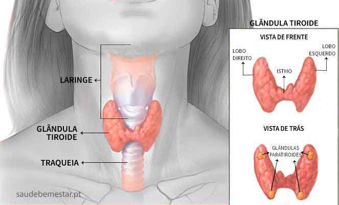 Nutrientes Cruciais Que Fazem a Diferença - inspiração 1