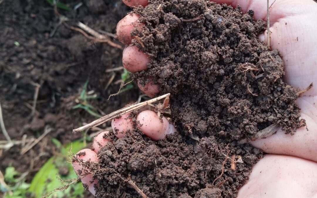 Por que o Contato com a Terra é Vital para o Bem-Estar? - inspiração 2