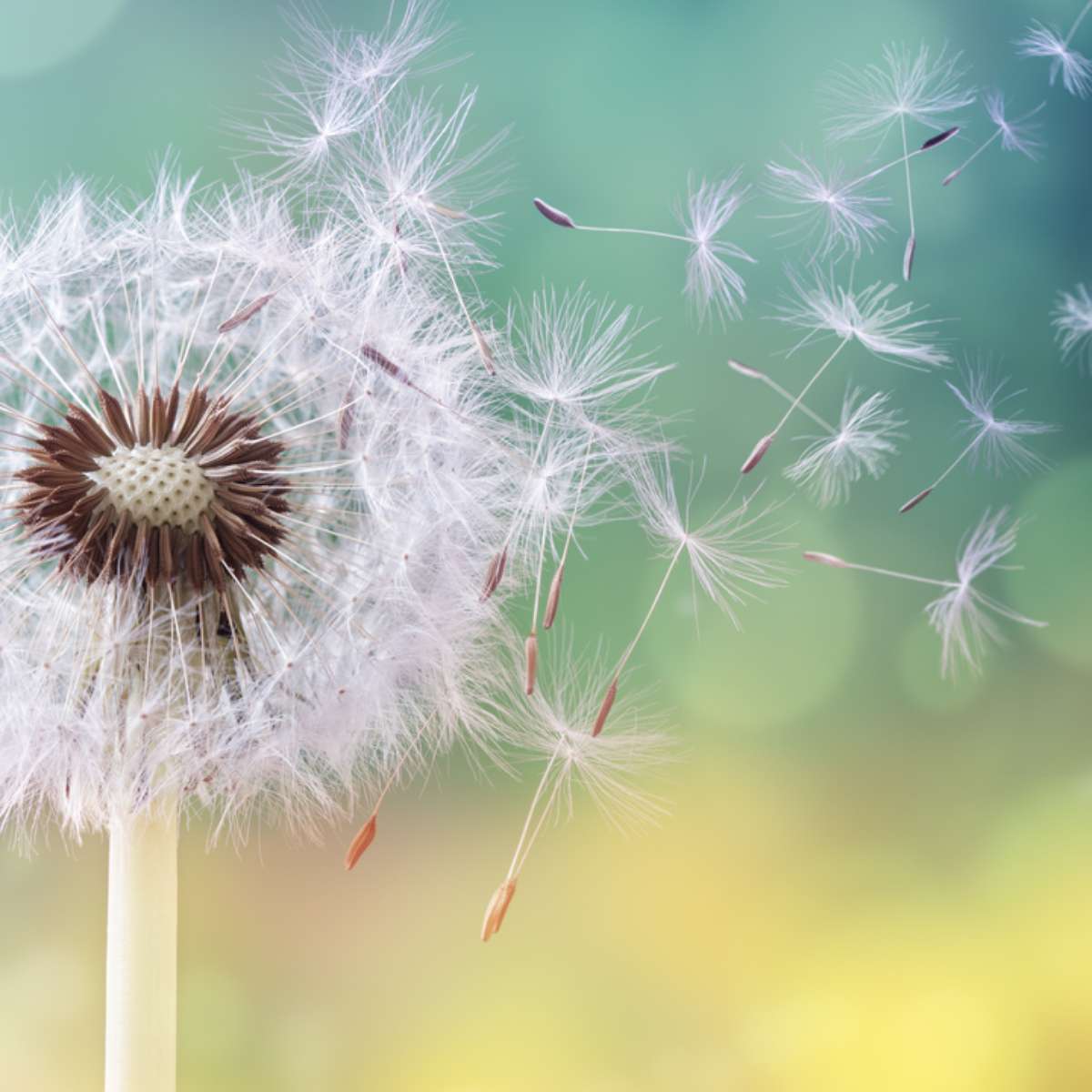 Mitos e Verdades Sobre o Dente de Leão - inspiração 1