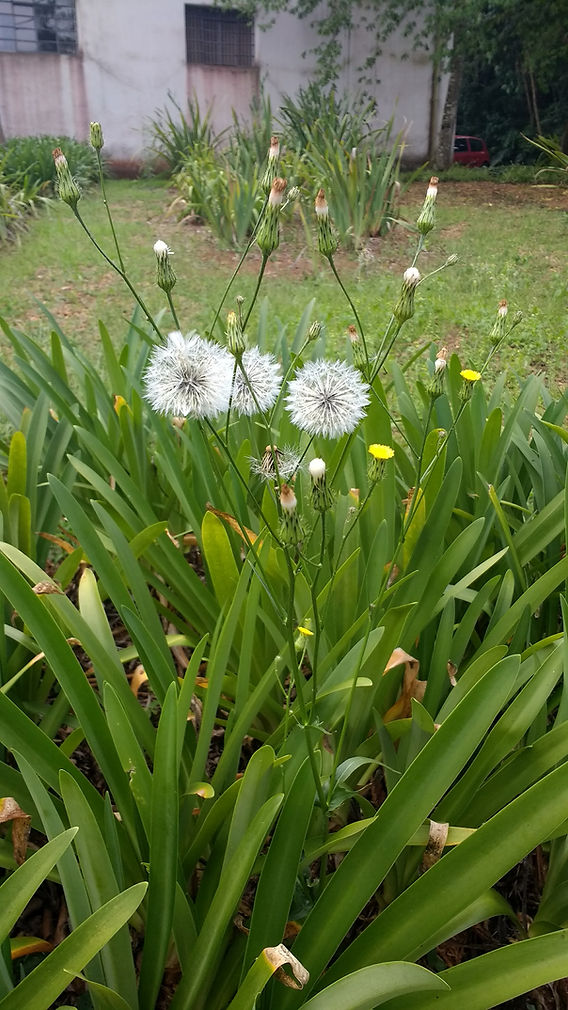 Mitos e Verdades Sobre o Dente de Leão - inspiração 2
