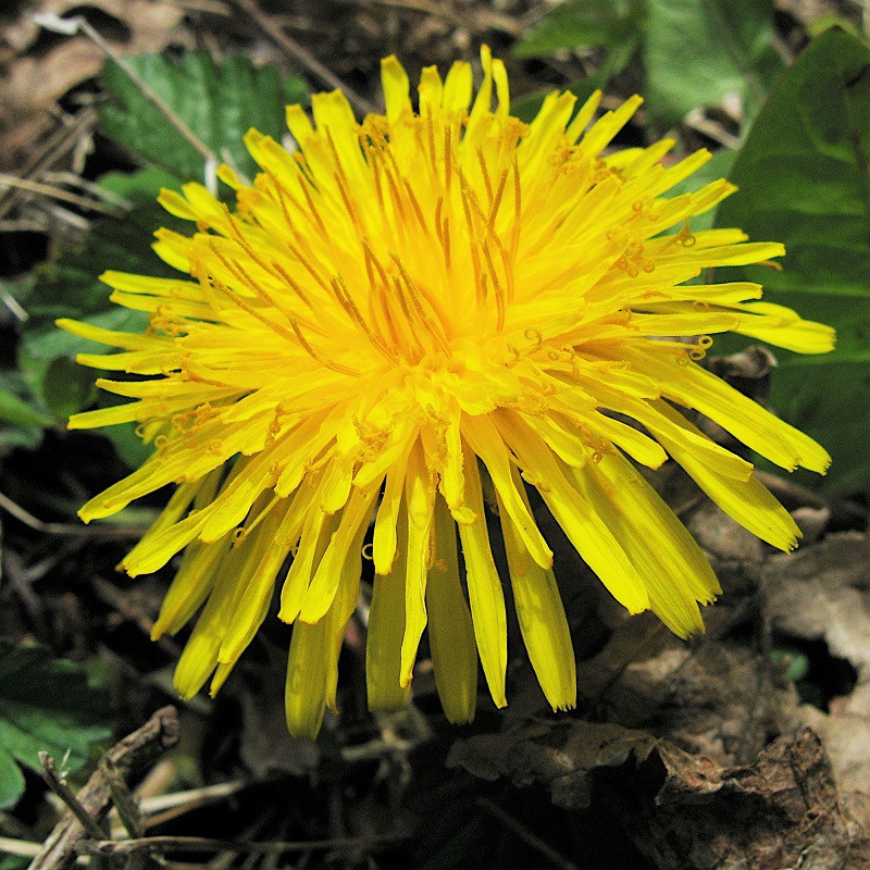 Dente de Leão e a Regulação do Açúcar no Sangue: O Que Dizem os Estudos? - inspiração 2