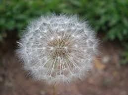 Benefícios do Dente de Leão Para a Pele - inspiração 2