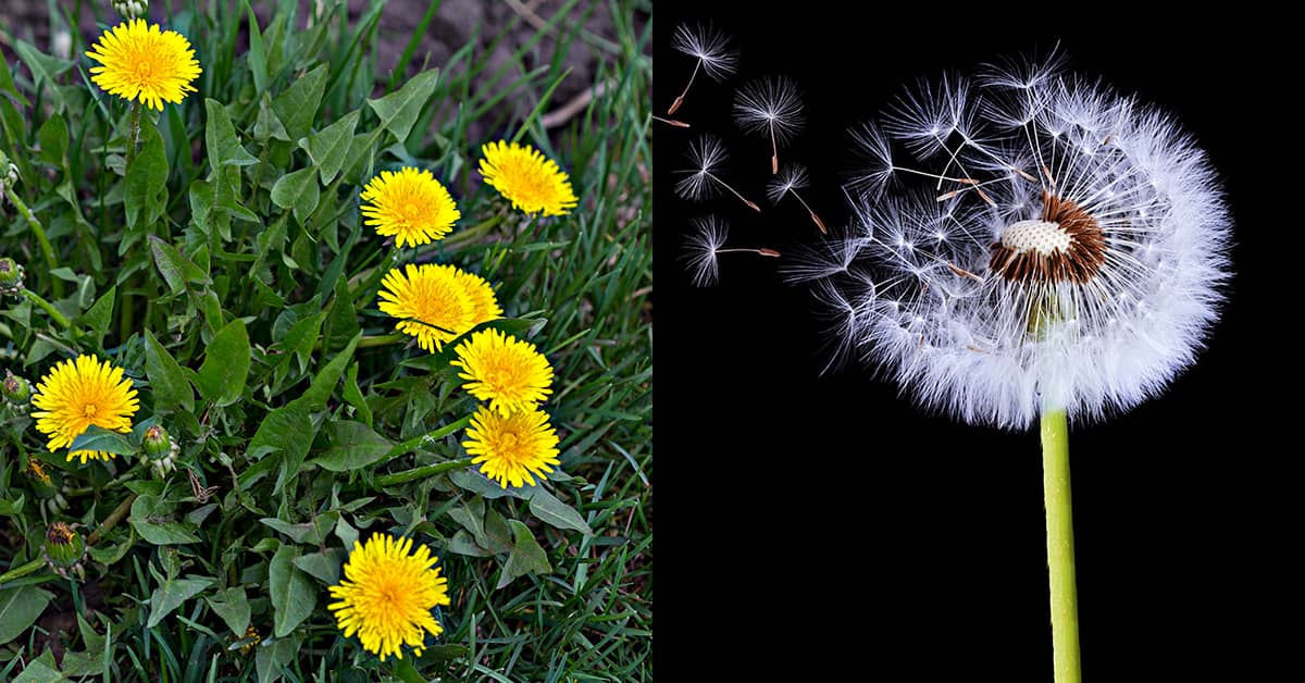 Ação Anti-inflamatória do Dente de Leão: Um Aliado Natural - inspiração 1