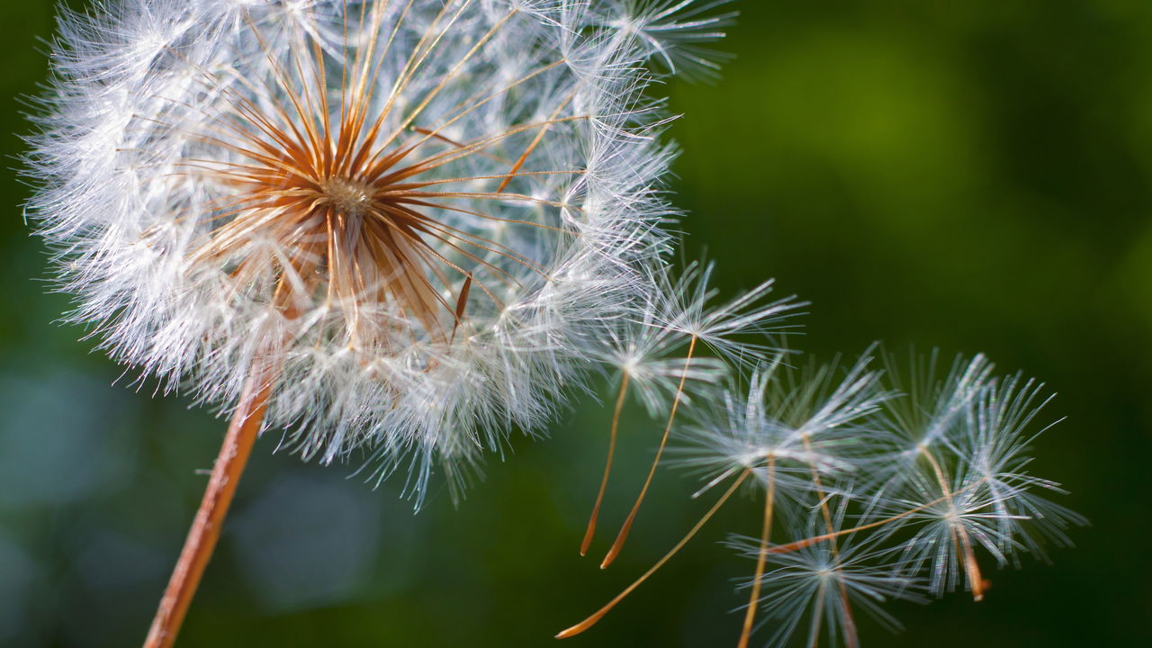 Dente de Leão e a Saúde Óssea: Uma Conexão Surpreendente - inspiração 1